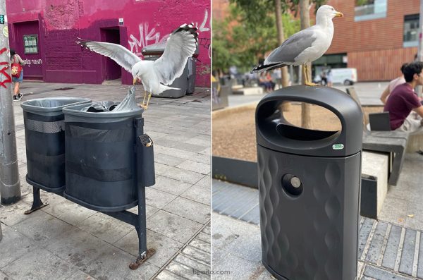 Las papeleras ‘antigaviotas’ de BENITO cumplen su función en el centro de Barcelona