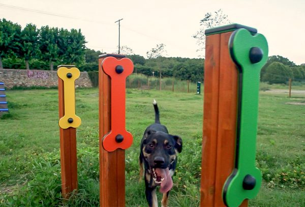 Promoviendo el bienestar canino en entornos urbanos con Benito Urban